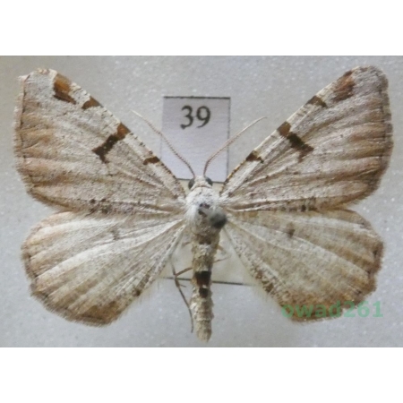 Macaria wauaria (Linnaeus, 1758) Witalnik porzeczkowiak Czech39